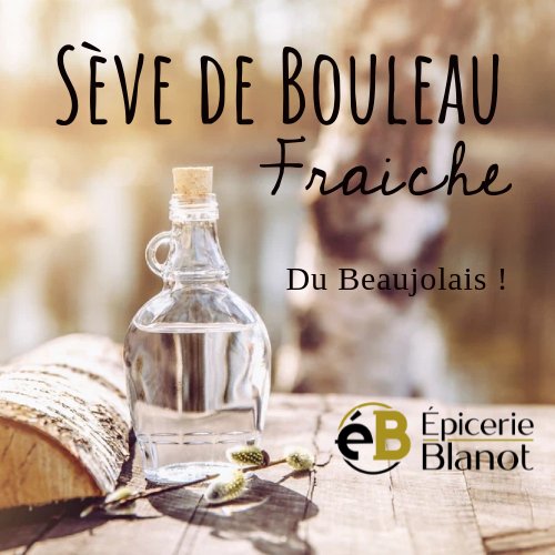 La sève de bouleau fraîche : une cure naturelle de printemps
